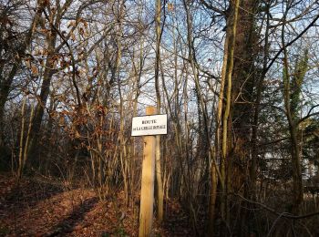 Trail Walking Saint-Germain-en-Laye - MA 221219 - Photo
