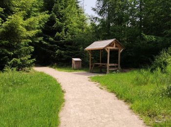Randonnée Marche Vielsalm - Forêt domaniale du Grand-Bois - Photo