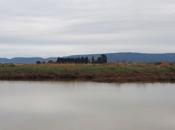 Excursión Senderismo Villeneuve-lès-Maguelone - Villeneuve lès Malogne - Photo