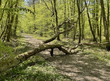 Percorso Marcia Jussy - 13209611-Jussy-Grand Tour des Bois - Photo