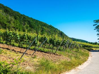 Randonnée A pied Forst an der Weinstraße - Wachenheim Rundweg Nr. 6 - Photo