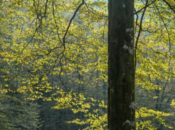 Randonnée A pied Urrotz - SL-NA 7 Leurtzako ibilbidea - Photo