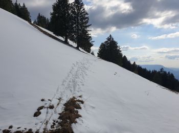 Trail Mountain bike Allèves - semnoz - Photo