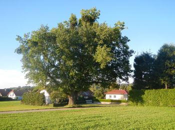 Tocht Te voet Gemeinde Purgstall an der Erlauf - Weg des Friedens - Photo