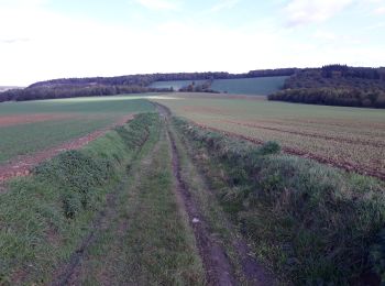 Tour Wandern Profondeville - bdv  lesves bioul arbre - Photo