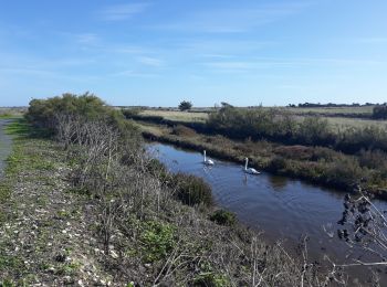 Tour Wandern Ars-en-Ré - Ars en Ré - Photo