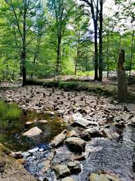 Tocht Stappen Eupen - Promenade de la forêt des ducs   - Photo