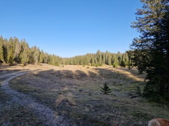 Trail Walking Châtelblanc - Le pré-poncet par le petit pont et la forêt  - Photo