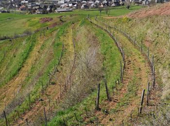 Tocht Stappen Saint-Christophe-Vallon - Le Puech du Cayla  - Photo