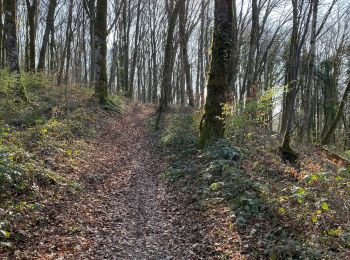 Randonnée Marche Villers-lès-Luxeuil - Trou de la sorcière et nichoirs mésanges  - Photo