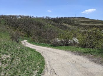 Randonnée A pied Hustopeče - Mandloňová NS - Photo