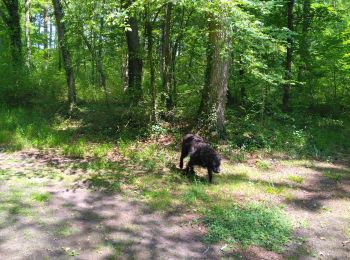 Trail Walking Compiègne - balade en forêt de Compiègne - Photo