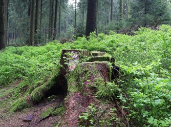 Tocht Te voet Harz (LK Goslar) - HK 5: Münchehof, Bhf. - Altenau - Dammhaus - Photo