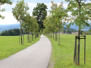 Tour Zu Fuß Jablonetz - [Ž] Jablonec n. Jiz. - Hvězda - Photo