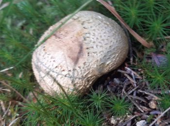 Randonnée A pied Gemeinde Großschönau - Steinernestubenweg - Photo