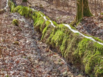 Tocht Te voet Vorra - Rundweg Vorra – Alfalter - Photo