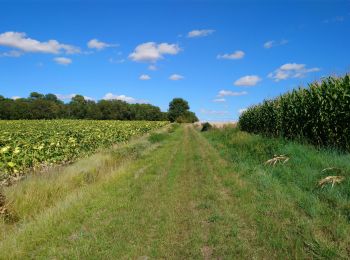 Trail Walking Marcilly-sur-Vienne - Marcilly-sur-Vienne - PR Vallées et plateaux - 9.6km 140m 2h20 - 2023 08 09 - Photo