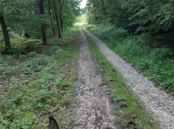 Trail Horseback riding Bouquetot - hauville foret - Photo