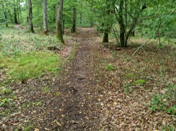 Tour Wandern Saint-Gervais-la-Forêt - Saint-Gervais-la-Forêt - Chailles - Photo