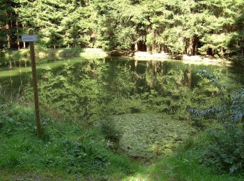 Tocht Te voet Helmbrechts - Brücklasteich-Weg OS 15 - Photo