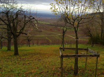 Excursión Senderismo Kaysersberg-Vignoble - Boucle Forêt de Châtaigniers Kintzheim  - Photo