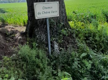 Tour Reiten Rougemontiers - chêne varin en mai - Photo