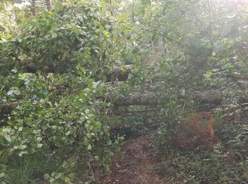 Randonnée Autre activité Rion-des-Landes - le prit, côté bignaou, débroussaillage - Photo