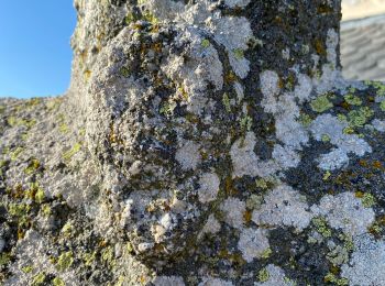 Trail Walking Recoules-d'Aubrac - Pont de Gourmier Grandval  - Photo