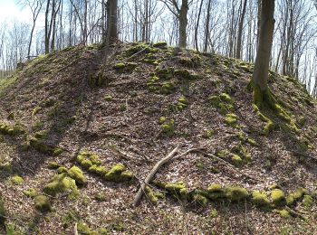 Excursión A pie Ebermannstadt - Rundweg Schlüsselstein - Photo