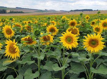 Randonnée Marche Montigny-Lencoup - Boucle Montigny Lencoup - Donnemarie - Dontilly - Preuilly  - Photo