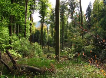 Trail On foot Schweigen-Rechtenbach - Ruine Guttenberg Tour Schweigen-Rechtenbach - Photo