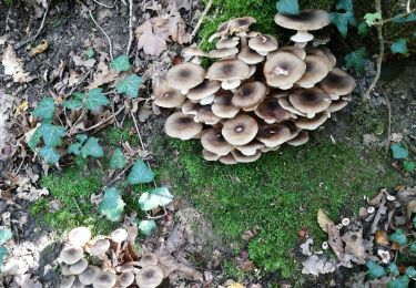 Tocht Stappen Chênex - Chenex champignons - Photo