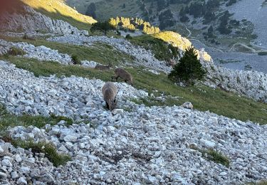 Tour Pfad Gresse-en-Vercors - Boucle Gresse en vercors - grand veymon  - Photo