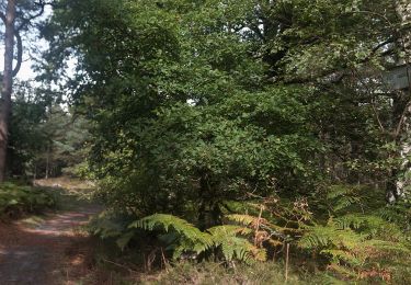 Tocht Te voet Fontainebleau - Sentier des Carriers - Photo