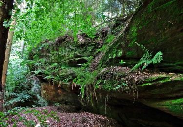 Excursión A pie Sankt Ingbert - Hüttenwanderweg - Photo