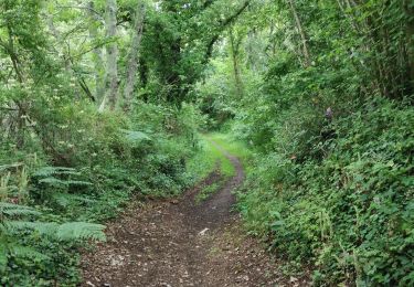 Trail Walking Pont-l'Abbé - kervazegan - Photo