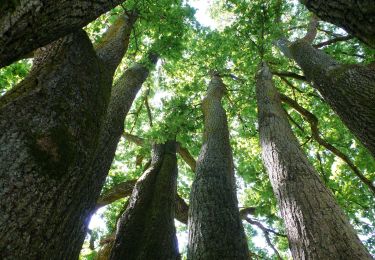 Tour Zu Fuß Lanaken - La Butte aux Bois Paarse trapezium - Photo