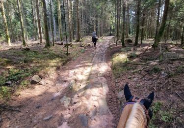 Trail Horseback riding Cirey-sur-Vezouze - Cirey-sur-Vezouze direction turquestein  - Photo