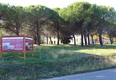 Excursión A pie Montespertoli - Dolce campagna, antiche mura 1 - Photo