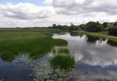 Tour Zu Fuß Sojczyn Grądowy - Szlak czerwony Goniądz-Ruda - Photo