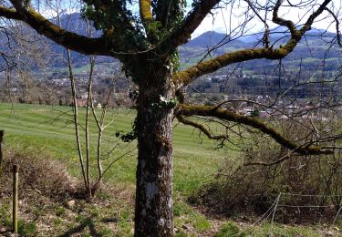 Trail Horseback riding Peillonnex - rando Vouan  - Photo