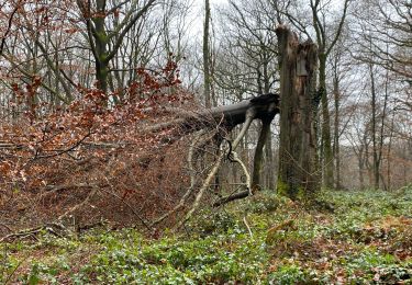 Tour Wandern Gerpinnes - Hymiée et retour - Photo