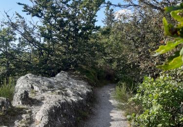 Tocht Stappen Houffalize - tour du lac des 2 ourthes - barrage de Nisramont  - Photo