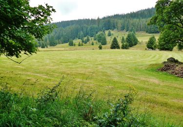 Trail On foot Schluchsee - DE-Ehemalige Krummensäge - Kohlhütte - fixme - Photo