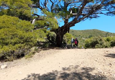 Tour Wandern Aups - pin de guillot - Photo