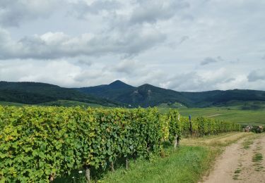 Trail Walking Mittelwihr - entre vignobles et forêts : boucle Mittelwihr- Bebleheim- Zellenberg - Hunawihr - Riquewihr- Mittelwihr  - Photo