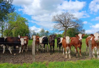 Trail Walking Jalhay - boucle autour des ruisseaux le louba et la gileppe  - Photo