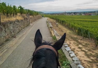 Percorso Cavallo Labaroche - Labaroche - kaysesberg - Photo