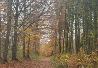 Tocht Stappen Manhay - rando deux rys 16-11-2021 - Photo