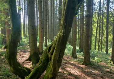 Tocht Stappen Couvin - Tamalous 25.05.2023 - Photo